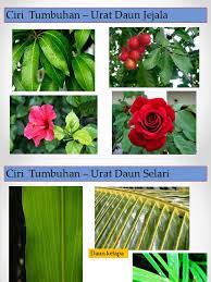 We did not find results for: Daun Dan Akar