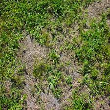 Will quinkill max hurt the lawn grass if you spray the whole lawn. Invasive Grasses Abc Pest Control Inc