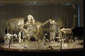 File Animal Skeletons At Finnish Natural History Museum Elephant Giraffe Etc Jpg Animal Skeletons Natural History Animal Skulls
