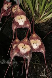 Monkey-like orchids