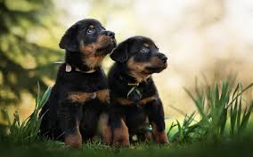 Nun ist auch der letzte welpe in sein neues zuhause ausgezogen.mama und papa wünschen für den neuen lebensabschnitt allen geschwistern einen. Herunterladen Hintergrundbild Beauceron Der Schaferhund Aus Der Beauce Welpen Franzosische Schaferhund Kleine Susse Hunde Haustiere Schwarze Welpen Grunes Gras Bas Rouge Fur Desktop Kostenlos Hintergrundbilder Fur Ihren Desktop Kostenlos