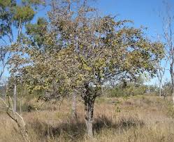 Image result for Ziziphus mauritiana
