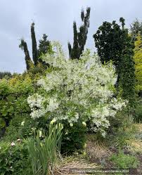 Image result for Chionanthus