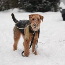 With over 200 designs, you'll find something here that is perfect for your next cross stitch project. 37 Knitting Airedale Terrier Ideas Airedale Terrier Terrier Welsh Terrier