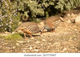 Image result for Alectoris rufa