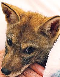 Big cat rescue corp., also known as bcr and previously known as wildlife on easy street, inc., operates an animal sanctuary in hillsborough county, florida, united states, which rescues and houses exotic cats, and rehabilitates injured or orphaned native wild cats. Indiana Floods Wildlife Groups Reach Out For Aid Kinship Circle Disaster Watch Jan 2008