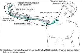Image Result For Ultt Ulnar Nerve Median Nerve Radial Nerve