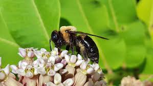 Males do not have a stinger and the tip of the abdomen is rounded. How To Get Rid Of Carpenter Bees