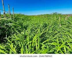 Image result for Panicum maximum