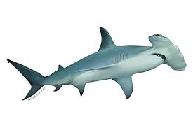 They tend to live the most often through the continental shelves and the coastlines. Scalloped Hammerhead Shark Noaa Fisheries