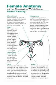 Female Anatomy And How Contraceptives Work In Women Family