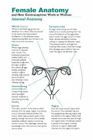 female anatomy and how contraceptives work in women family