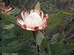 Image result for Protea angolensis