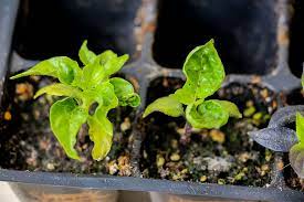It only deters animals that would attempt to go near the plants or eat them. Pepper Plant Leaves Curling Why And How To Treat Pepper Geek