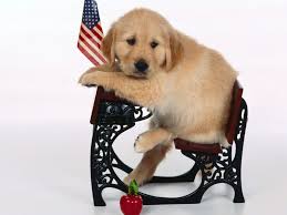 Oh My This Is Tooo Perfect Hond Wallpaper Leuke Honden Mooie Honden