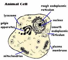 Check spelling or type a new query. Animal Cell Cartoon Diagram