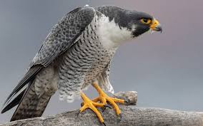 Maybe you would like to learn more about one of these? A Dashing Dive Bomber The Peregrine Falcon Local News Stories Capjournal Com