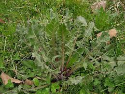 Image result for Crepis urundica