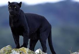 See photos, profile pictures and albums from café pantera negra. Pantera Negra Animal Caracteristicas Reproduccion Y Causas