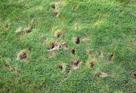 How To Stop Animals From Digging Up The Lawn In 2020 Digging Holes Lawn Damage Lawn