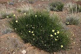 Image result for Menodora