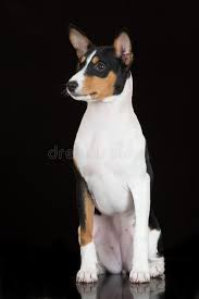 Or brindle (black stripes on a background of chestnut red). Tricolor Basenji Dog Black Photos Free Royalty Free Stock Photos From Dreamstime
