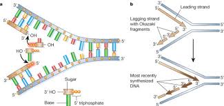 Dna Replication S Phase Checkpoint Control Learn Science At Scitable