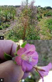 Image result for Epilobium hirsutum