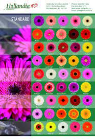 Pin On Standard Gerbera Varieties