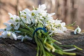 Pin By Irina Alexeeva On Snowdrop Spring Aesthetic White Flowers Spring Blooms