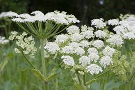 Image result for Heracleum
