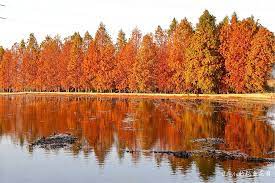 The site owner hides the web page description. å°ä¸­åŽé‡Œ æ³°å®‰è½ç¾½æ¾æ–°ç§˜å¢ƒ è½ç¾½æ¾æ­£ç«ç´… æµªæ¼«å ´æ™¯å¥½åƒä¾†åˆ°åœ‹å¤– è¿'æ³°å®‰åœ‹å° æ³°å®‰æ´¾å‡ºæ‰€ 2017 12 26æœ€æ–°è½ç¾½æ¾æƒ…å ± Cindyçš„ç§˜å¯†èŠ±åœ'