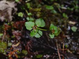 Image result for Chrysosplenium americanum