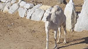 Myth says this creature kills camels to enter their stomach and lay its eggs inside. Dromedary Also Called Arabian Camel Stock Footage Video 100 Royalty Free 1010679626 Shutterstock