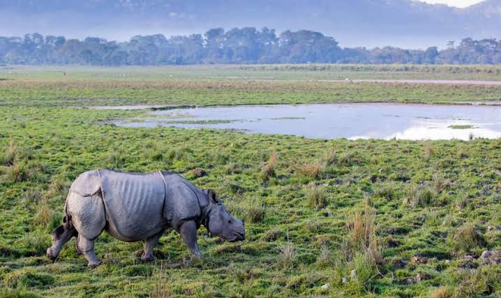 Why Kaziranga and Rhinos are so important - Stamped Moments