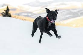 Anna.rasmussen's instagram posts receive on average buy credits comments. Trail Dogs Of Instagram Canadian Running Magazine