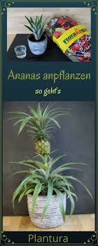 Ananas Einpflanzen Anleitung Tipps Zum Anbau Ananas Pflanzen Ananas Einpflanzen Pflanzen