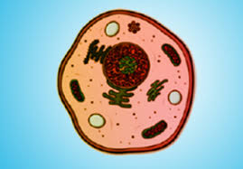 Plant cells store energy in the form of scratch while animal cells store energy in the form of complex carbohydrates and glycogen. Does The Figure Represent A Plant Cell Or An Animal Class 11 Biology Cbse