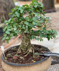 Image result for Ficus sycomorus