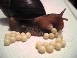 Https Youtu Be Lv5vlxflqdetil Snails Lay Eggs Snail Aquarium Snails Baby Snail