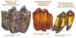 The research samples, 30 pieces of fossilized bone from the prehistoric creature's tibia, were found about 745 miles north of where north american camels were previously believed to have originated. Pin On Florida Fossils