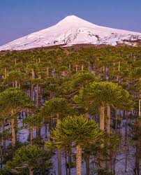 Image result for Araucariaceae