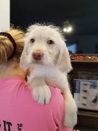 See more of labradoodle puppies for sale at deer creek on facebook. Labradoodle Puppies For Sale Menomonie Wi 263763