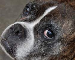 Dog seizures may be due to various factors or may be idiopathic. Seizures In An Old Boxer Dog Case Gallery Neurology Vetsurgeon Org