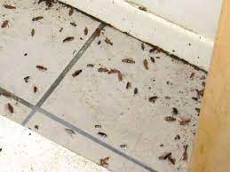 Kitchen cabinet designs kitchen cabinet designs is very critical to a kitchen remodel. Cockroaches In The School Kitchen The Epa Blog