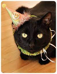 I Can T Imagine My Cat Ever Letting Me Put Anything On Head Happy Birthday Cat Cat Birthday Cat Birthday Wishes