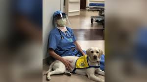 Beauty & health, reviews, fashion, life style, home, equipment, and. Service Dog In Training Brings Comfort To Er Doctors On Frontlines Of Coronavirus Outbreak Myfox8 Com