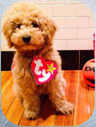 Beanie Baby Tag Dog Costume Cheap Online