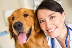Veterinarian In Fernandina Beach FL
