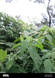 Image result for Hoslundia